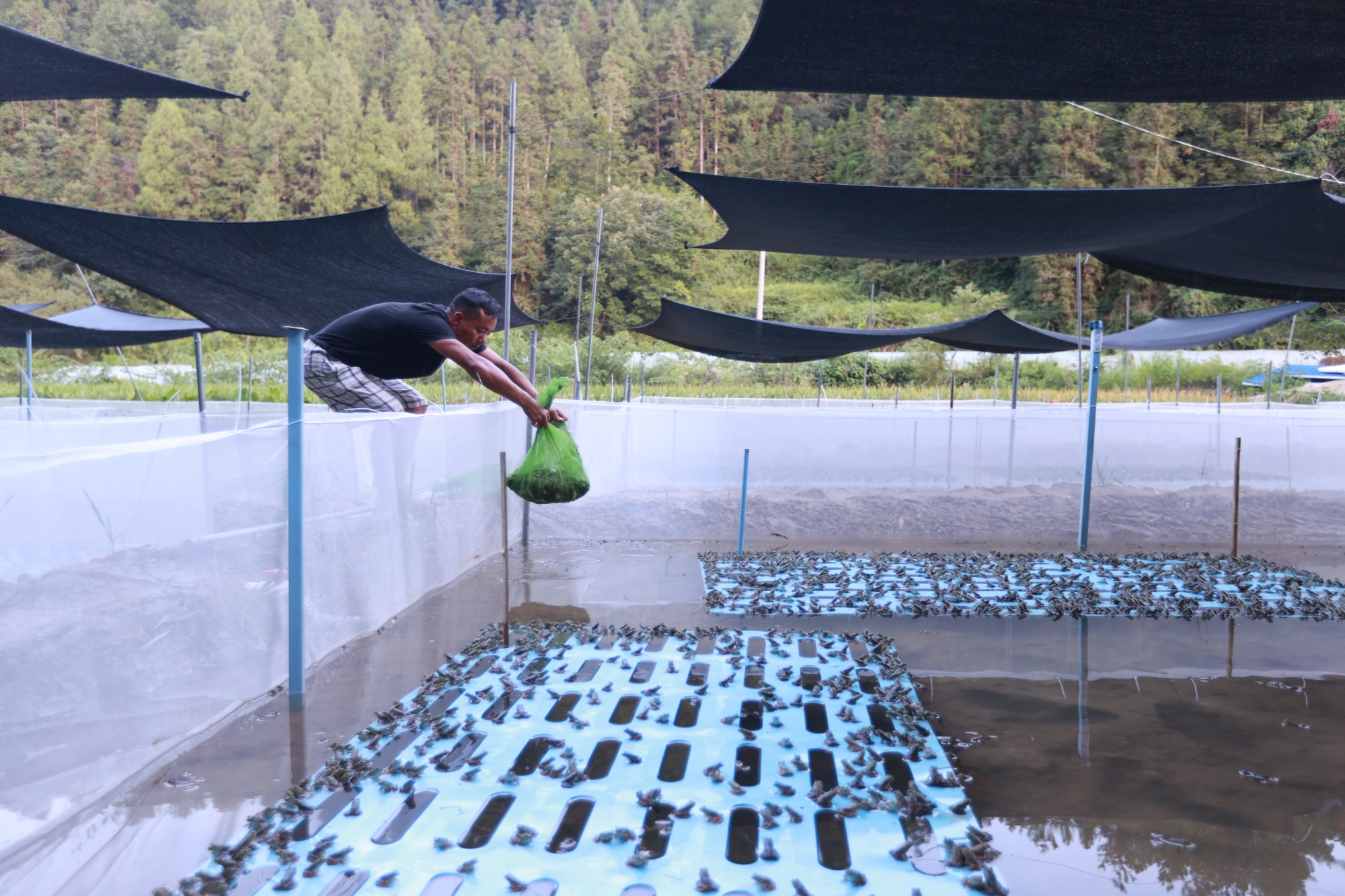 贵州岑巩杏彩体育：生态冷水养殖走出致富新路径(图1)