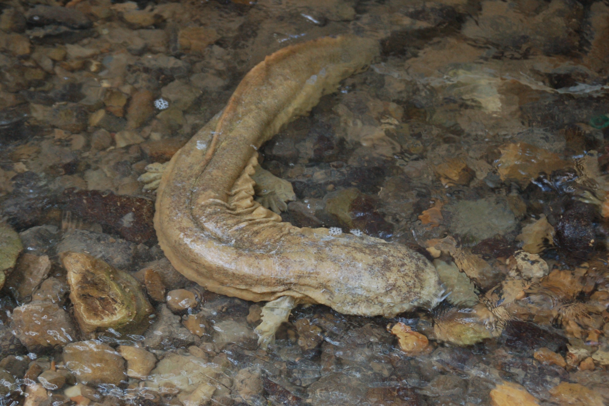 贵州岑巩杏彩体育：生态冷水养殖走出致富新路径(图3)