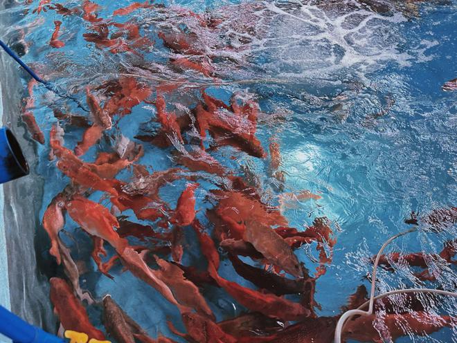 2024年如何推动现代农业高质量发展？种业振兴是首要(图1)