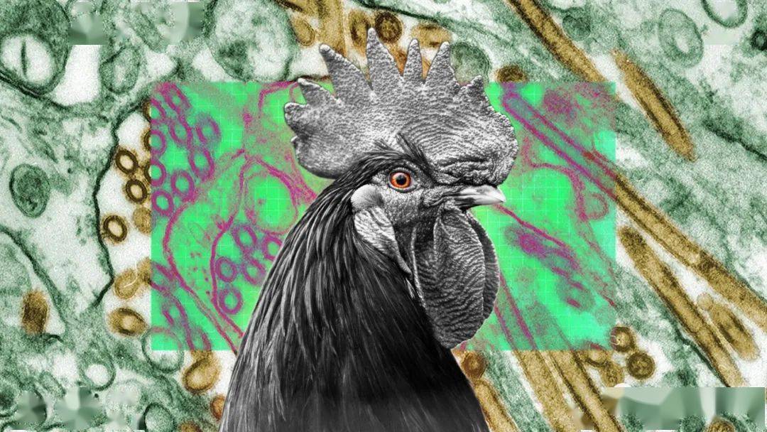 2024全球家禽业预测:行业温和增长、中国肉鸡产量将下降3%(图2)