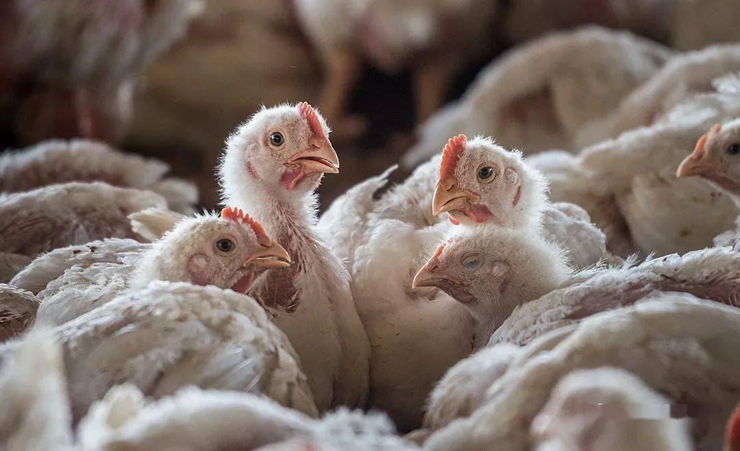 2024全球家禽业预测:行业温和增长、中国肉鸡产量将下降3%(图3)