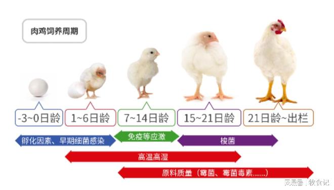 礼蓝动保2024HTSi杏彩体育报告发布数据表明中国家禽业已适应饲料限抗(图2)