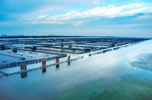 远洋服务考察“阳澄精灵”大杏彩体育平台闸蟹基地:共探生态养殖新篇章(图3)