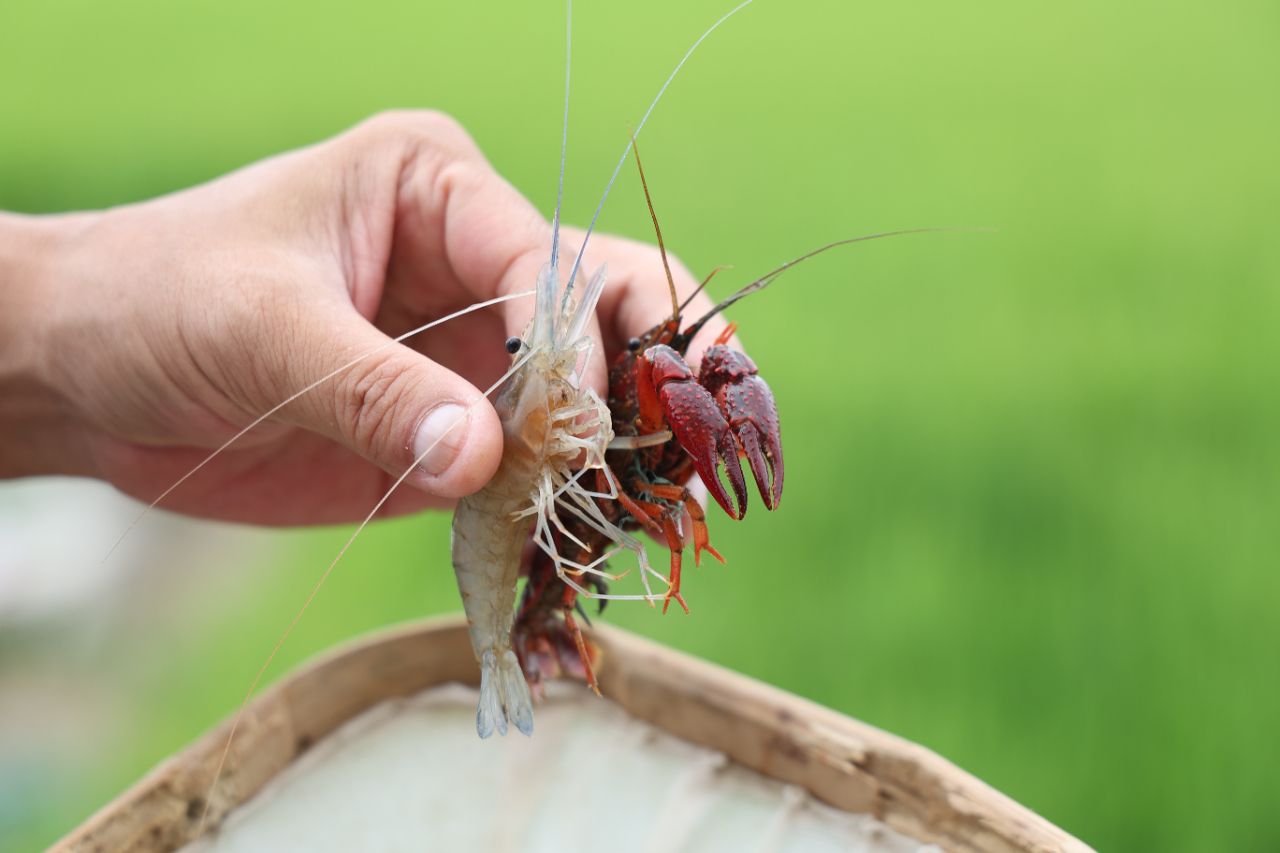 杏彩体育平台“虾”路相逢巧借“空窗”绘“丰”景——且看白鹭湖管理区探寻虾稻共作环沟套养罗氏沼虾增效模式(图1)