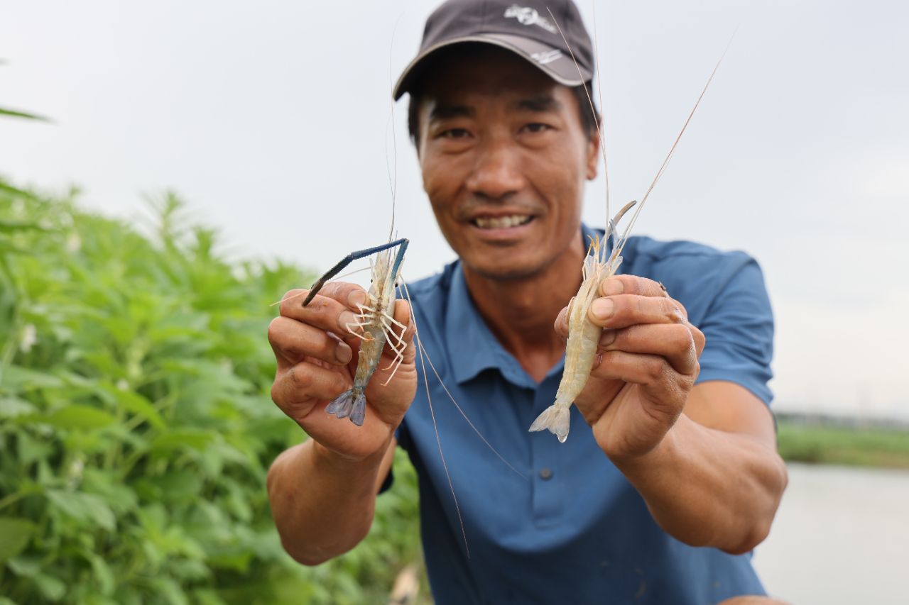 杏彩体育平台“虾”路相逢巧借“空窗”绘“丰”景——且看白鹭湖管理区探寻虾稻共作环沟套养罗氏沼虾增效模式(图2)