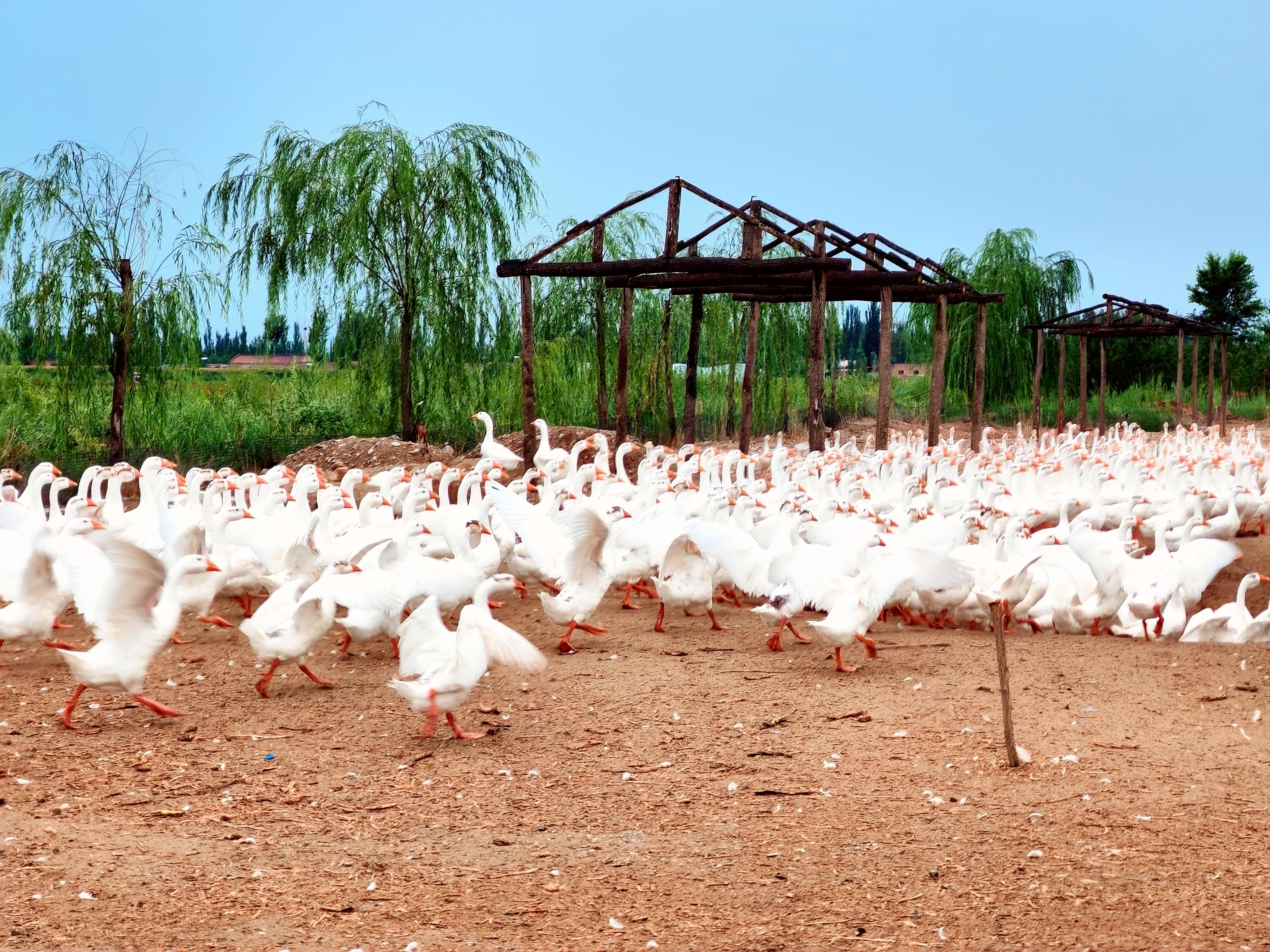 金凤区良杏彩体育平台田镇生态养殖奏响乡村振兴致富曲(图1)