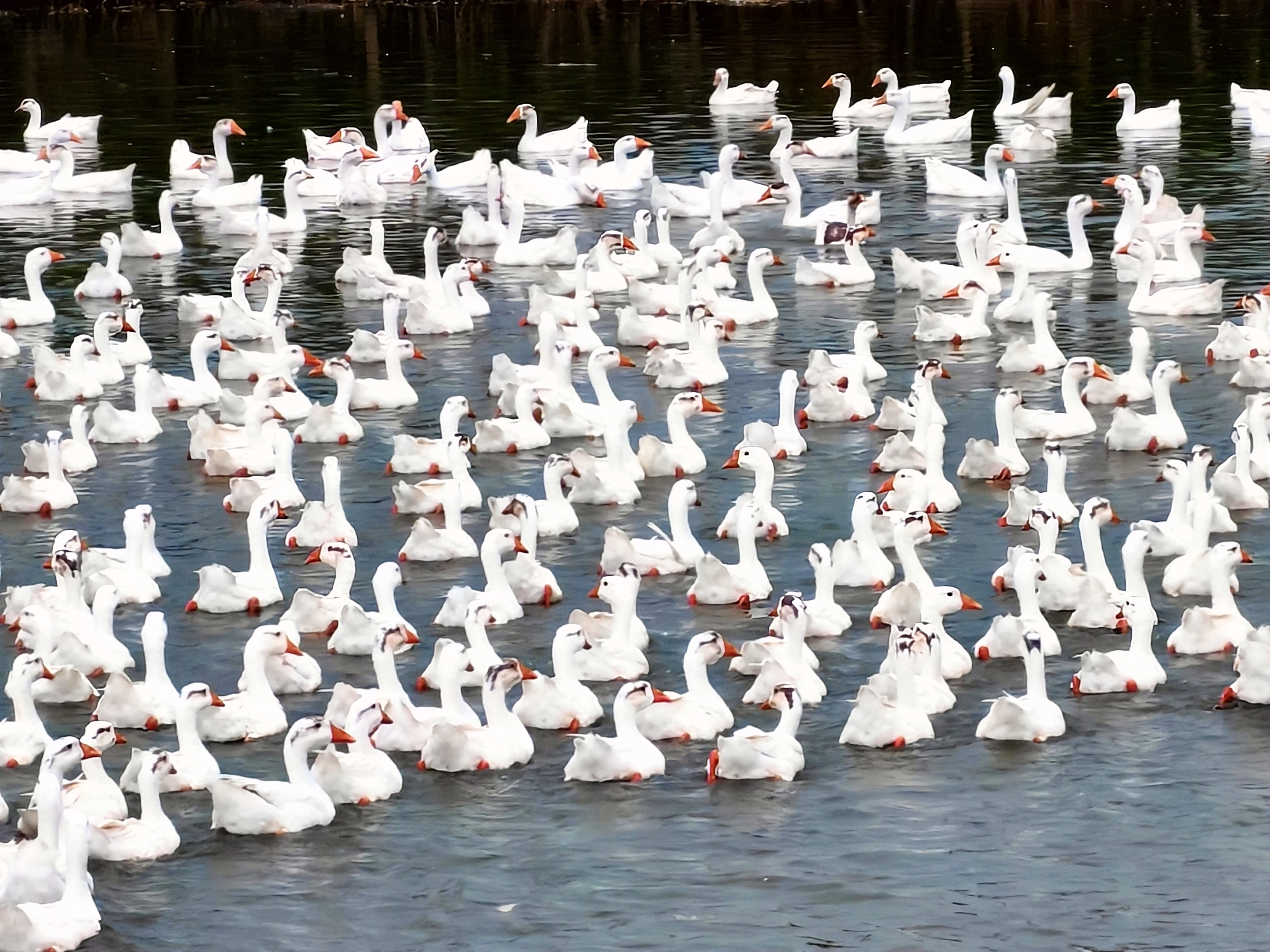 金凤区良杏彩体育平台田镇生态养殖奏响乡村振兴致富曲(图2)