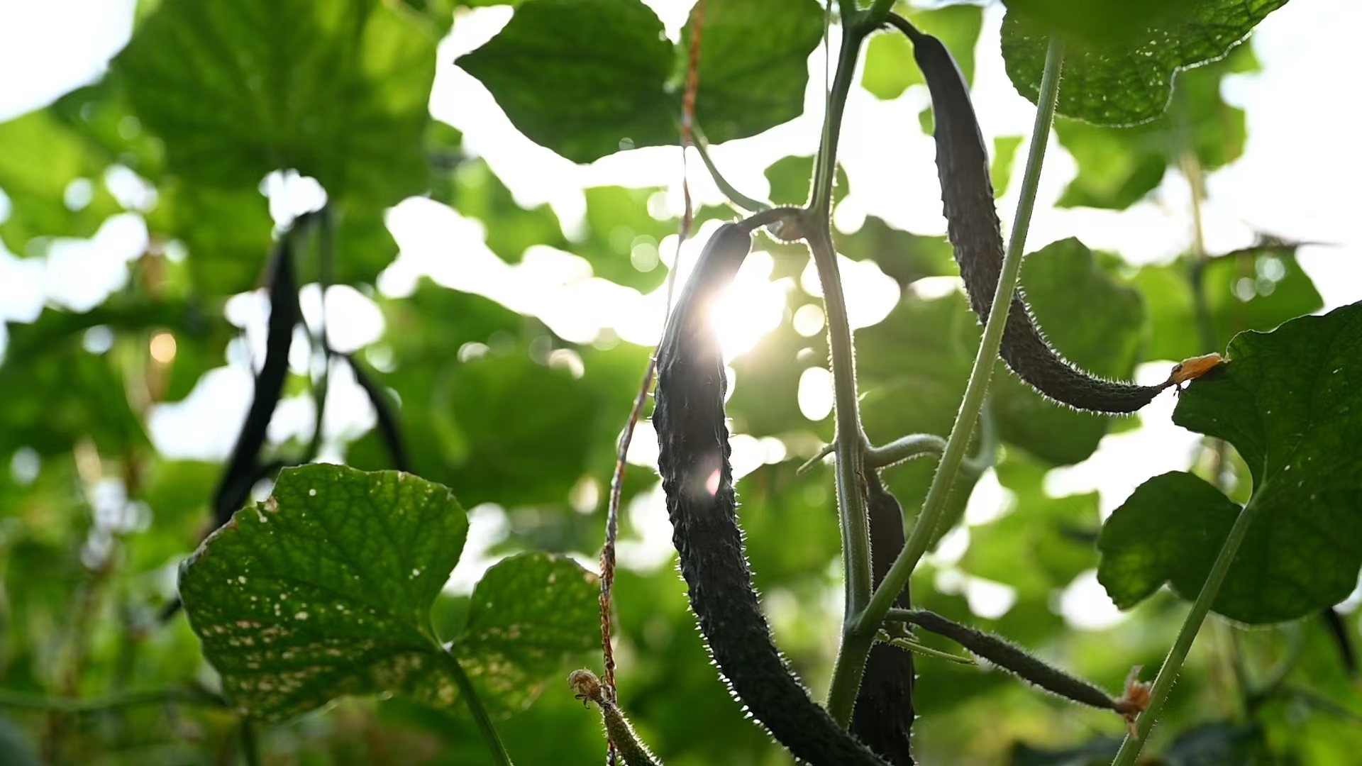 金凤区良杏彩体育平台田镇生态养殖奏响乡村振兴致富曲(图3)