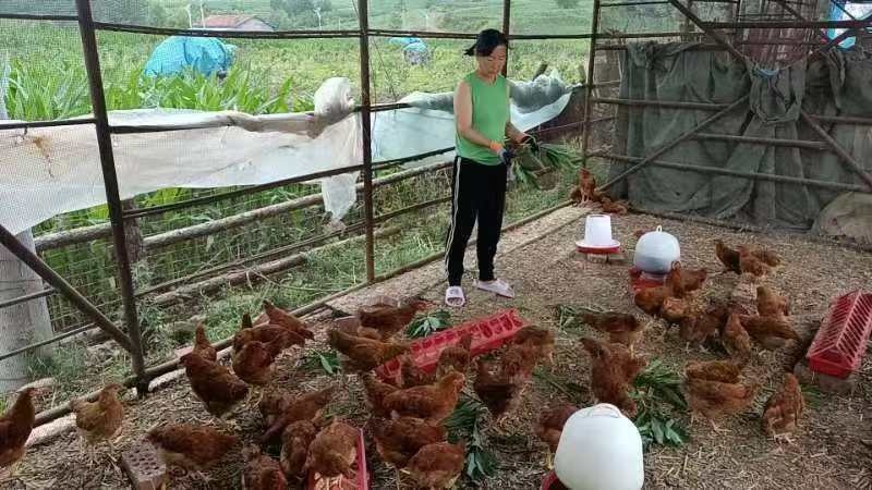 安图：庭院小经济致富好出路(图1)