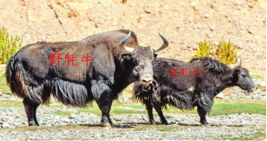 改则县野血牦牛通过生态原产地产品保护现场评审(图5)