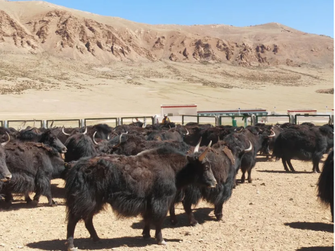 改则县野血牦牛通过生态原产地产品保护现场评审(图7)