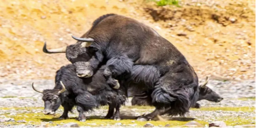 改则县野血牦牛通过生态原产地产品保护现场评审(图6)