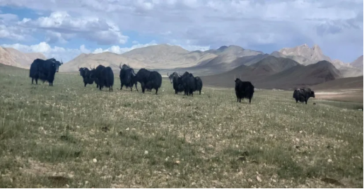 改则县野血牦牛通过生态原产地产品保护现场评审(图8)