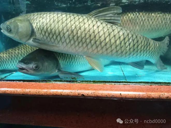 草鱼吊养60-70天养殖户能从6元斤卖到105元斤!玄机在哪?(图2)