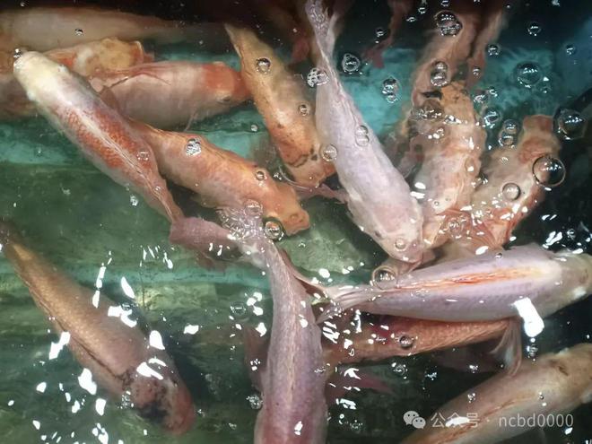 草鱼吊养60-70天养殖户能从6元斤卖到105元斤!玄机在哪?(图4)