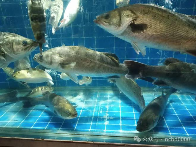 草鱼吊养60-70天养殖户能从6元斤卖到105元斤!玄机在哪?(图5)