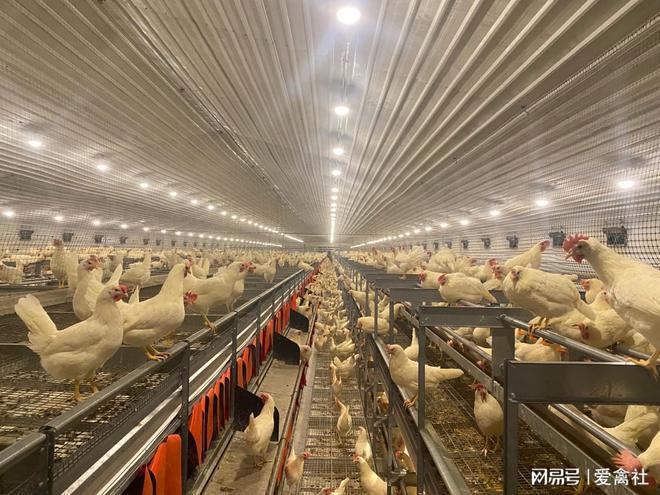 2024家禽行业的关键词将依然是：非笼养？(图1)