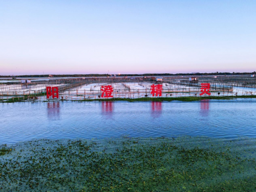 七大物业探访“阳澄精灵”大闸蟹养殖基地共绘生态合作蓝图(图4)