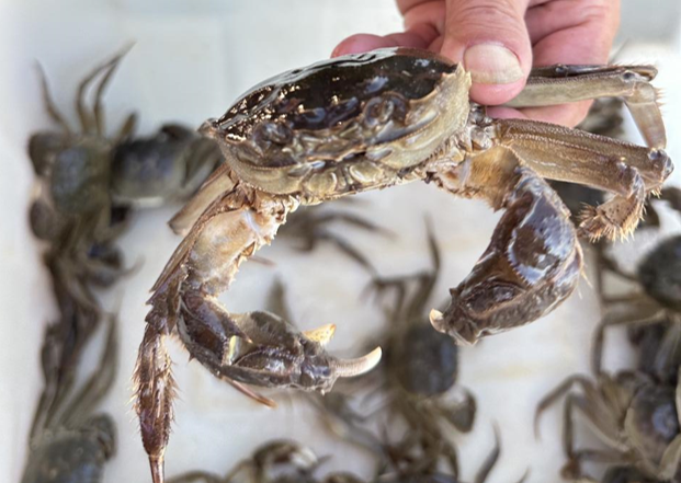 七大物业探访“阳澄精灵”大闸蟹养殖基地共绘生态合作蓝图(图5)