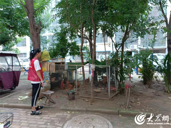 济宁高新区柳行街道开展小区饲养家禽专项清理整治行动(图1)