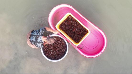 杏彩体育河南淮滨：小龙虾养殖助农增收(图2)