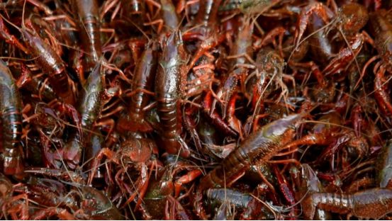 杏彩体育河南淮滨：小龙虾养殖助农增收(图3)