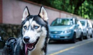 2024生猪养殖行业发展研究与展望:续朝着规模化、智能化、绿色化方向发展(图7)