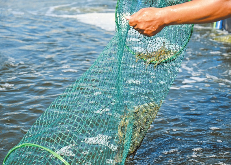 海口秀英区发展特色养殖助力乡村振兴(图1)