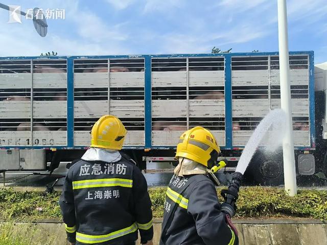 “悟空”救命!事发上海猪猪集体中暑!切勿误食有毒素(图3)