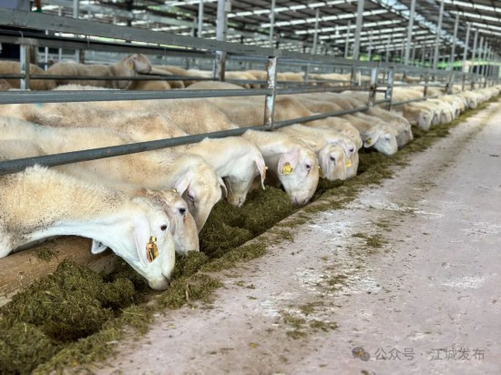 普洱江城：首个湖羊标准化生态养殖基地顺利完工(图2)