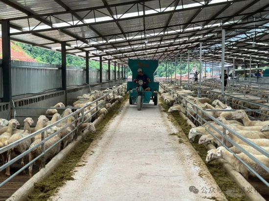 普洱江城：首个湖羊标准化生态养殖基地顺利完工(图1)