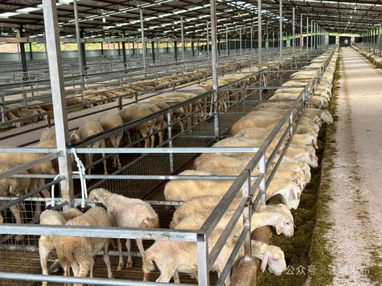 普洱江城：首个湖羊标准化生态养殖基地顺利完工(图4)