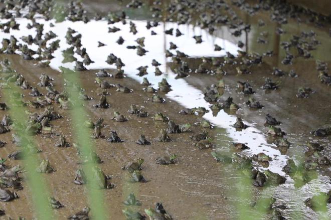 云南景东：生态牛蛙养殖“跃”出致富新路(图1)