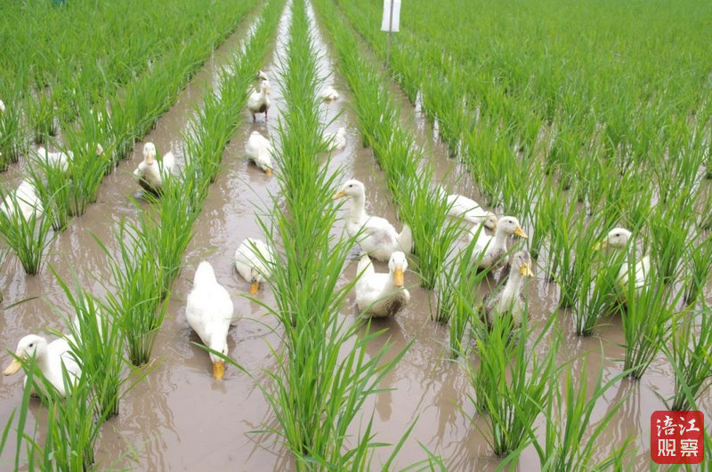 全省唯一!绵阳这个案例入选全国优良案例(图2)