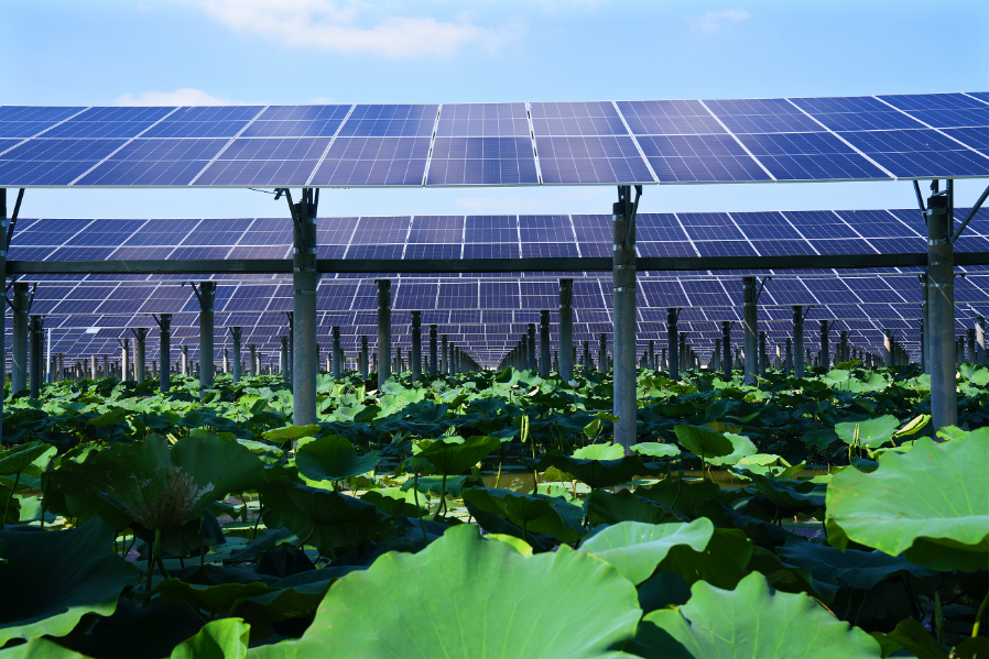 广东能源集团在鲁首个自主开发建设杏彩体育平台的光伏项目全容量并网发电(图2)