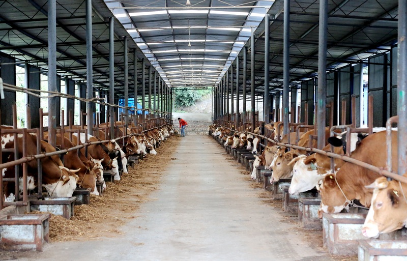 习水:“四步走”推动生态畜牧业扩群壮产(图2)