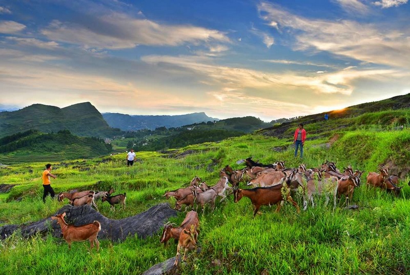 习水:“四步走”推动生态畜牧业扩群壮产(图1)