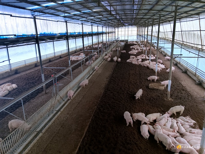 习水:“四步走”推动生态畜牧业扩群壮产(图3)