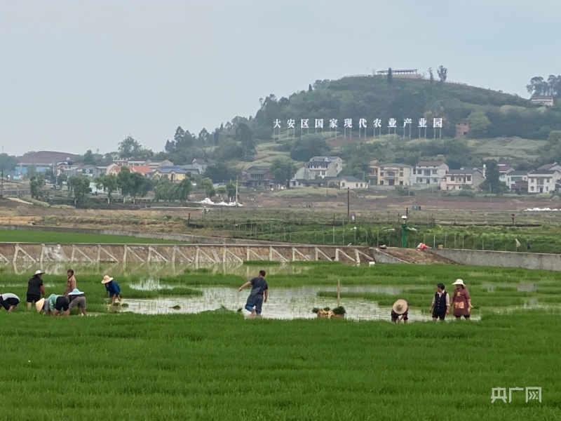 万象“耕”新｜“稻+”共养四川自贡红旗村的生态农业新模式(图1)