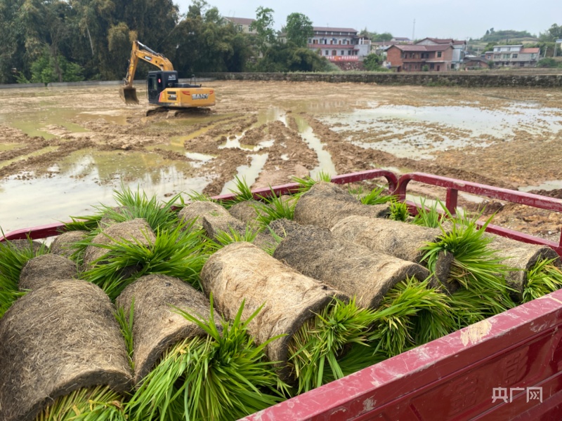 万象“耕”新｜“稻+”共养四川自贡红旗村的生态农业新模式(图2)