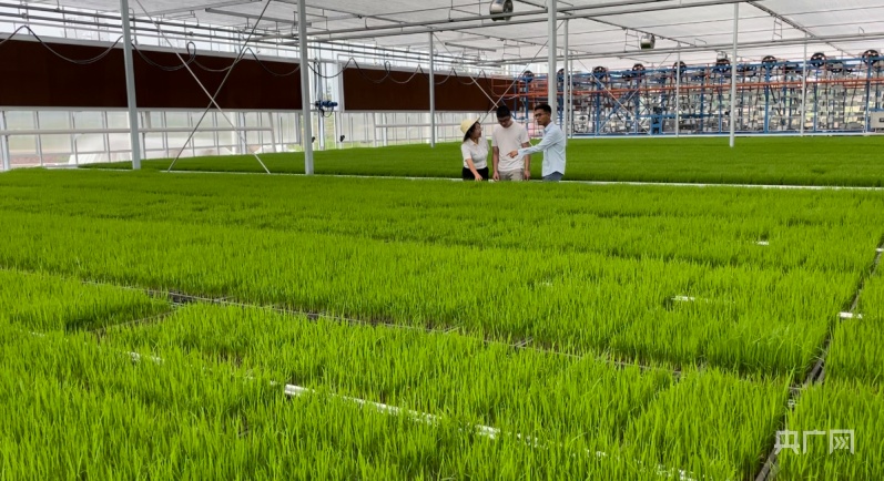 万象“耕”新｜“稻+”共养四川自贡红旗村的生态农业新模式(图4)