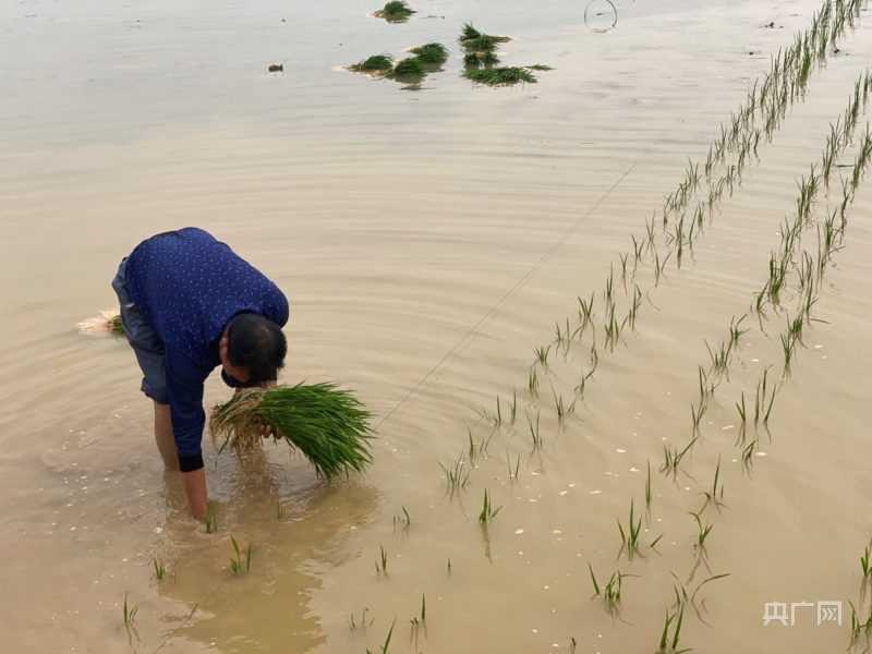万象“耕”新｜“稻+”共养四川自贡红旗村的生态农业新模式(图3)