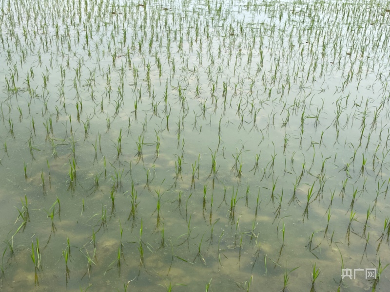 万象“耕”新｜“稻+”共养四川自贡红旗村的生态农业新模式(图5)