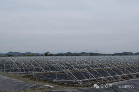 年产1600万斤鱼虾40年水产老兵进军小棚虾市场投6000万元建种苗场2024小棚虾产业调研⑩(图3)