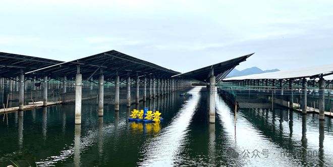 年产1600万斤鱼虾40年水产老兵进军小棚虾市场投6000万元建种苗场2024小棚虾产业调研⑩(图2)