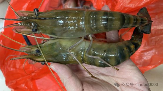 年产1600万斤鱼虾40年水产老兵进军小棚虾市场投6000万元建种苗场2024小棚虾产业调研⑩(图4)