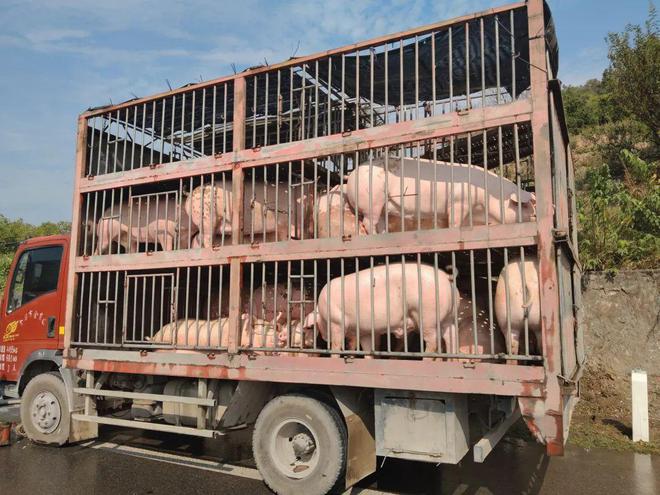 “二师兄”浑身被晒通红消防员出手了(图2)