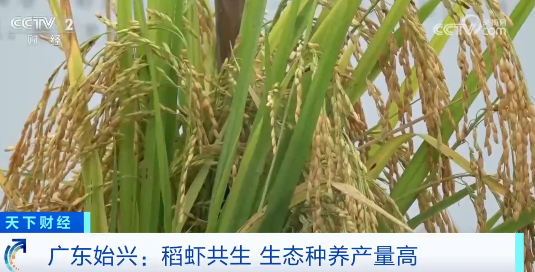 杏彩体育稻熟虾肥、果园飘香金秋时节各地“硕果累累”迎来好“丰”光(图1)