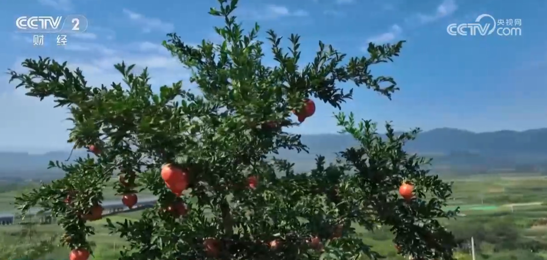 杏彩体育稻熟虾肥、果园飘香金秋时节各地“硕果累累”迎来好“丰”光(图4)