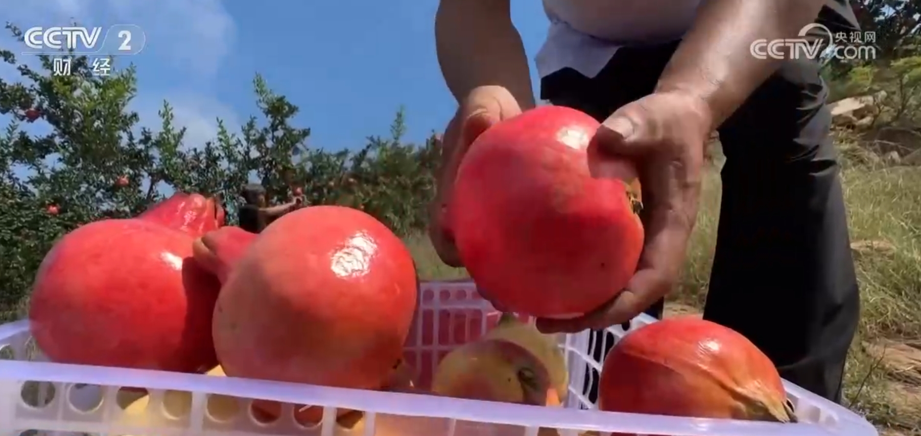 杏彩体育稻熟虾肥、果园飘香金秋时节各地“硕果累累”迎来好“丰”光(图5)